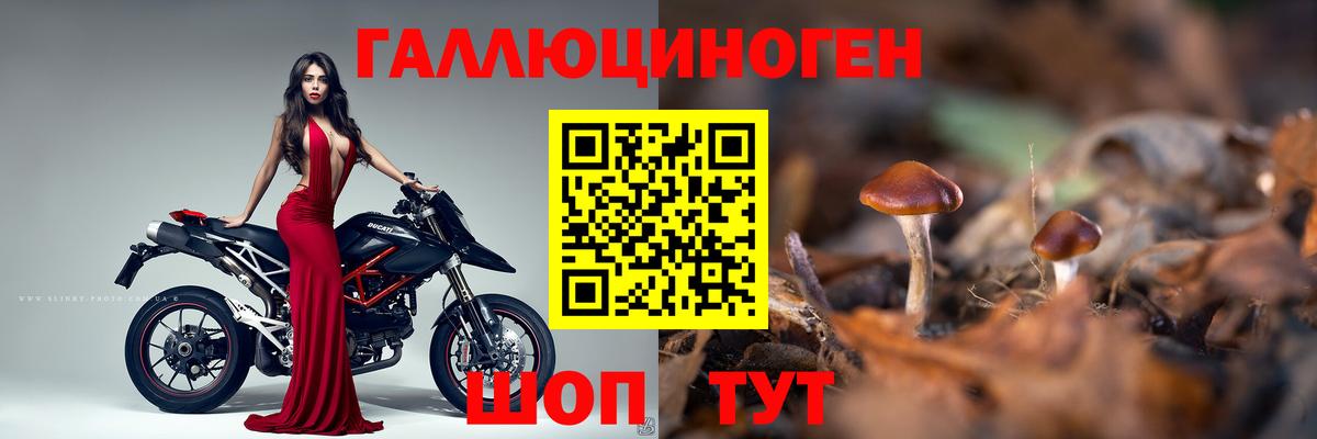 Галлюциногенные грибы Psilocybe Дагестанские Огни
